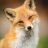 Newesta_Satany